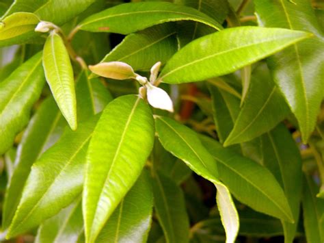 LEMON MYRTLE DRIED LEAF - Playing with Fire Australian Native Foods ...