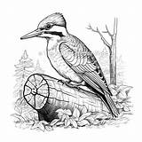Pileated Woodpecker  Coloring Book Page Woodpeckers Birds Bird sketch template
