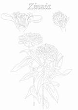 Zinnia Coloring Page And Botanical Description Card By Jeanne Myhill sketch template