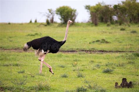 A Male Ostrich Bird Runs through the Grass Landscape from the Savannah ...