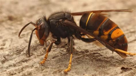 Asian hornet invasion in the UK fears as public urged to report sightings of deadly insect ...