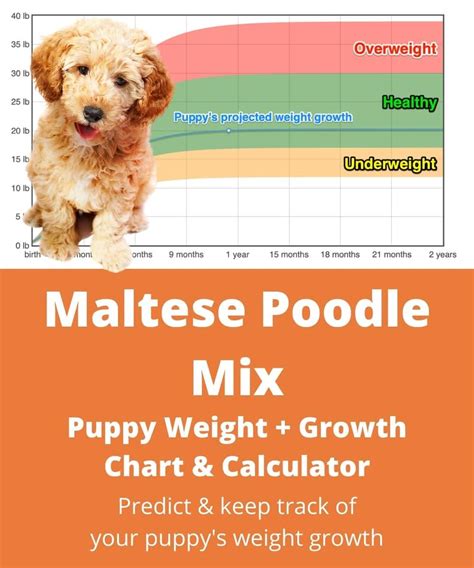 Maltipoo Weight+Growth Chart 2024 - How Heavy Will My Maltipoo Weigh? | The Goody Pet