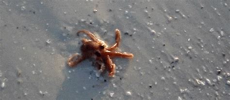 Octopus GIF - Find & Share on GIPHY