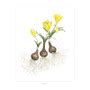 Sternbergia lutea "Autumn Daffodil" - Southern Heirloom Flower Bulb