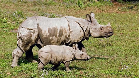 Nepal's Greater One Horned Rhinoceros