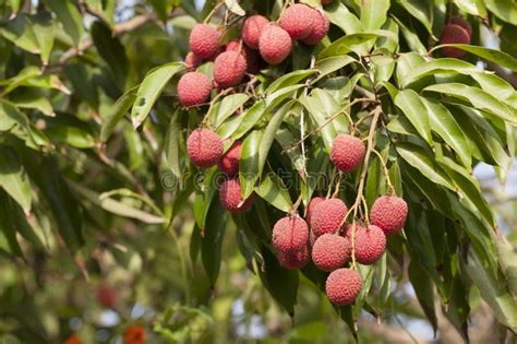 Red Organic Lichi Fruit on Tree Stock Image - Image of granulated, granular: 118443847