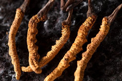 Cordyceps Sinensis Picture And HD Photos | Free Download On Lovepik