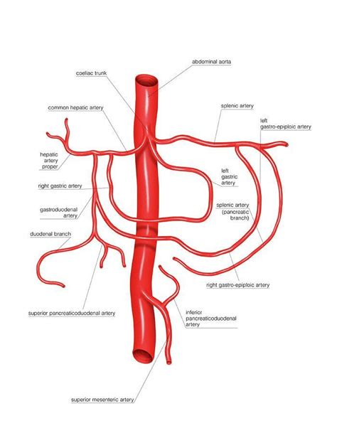 Coeliac Trunk Check more at http://medicalbook.feso.online/2019/10/18/coeliac-trunk ...