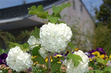 Snowball Bush Viburnum: Plant Care & Growing Guide