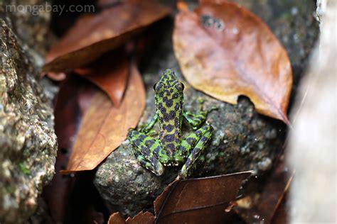 Rainforest frogs: Green-bellied waterfall frog in Indonesian Borneo