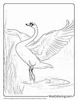 100  Swan coloring Pages Free PDF To Print Woo Coloring sketch template