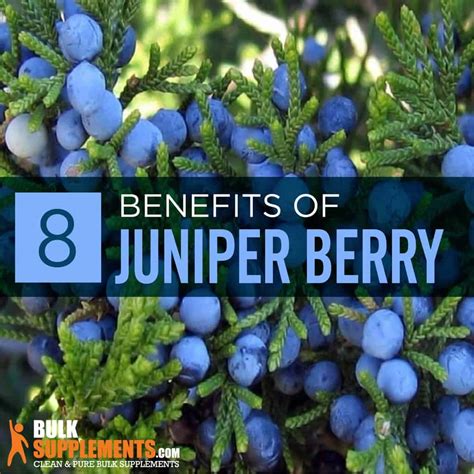 Juniper Berry Benefits & Side Effects