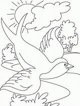 Flying Bird Coloring Pages sketch template