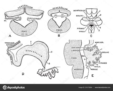 Development Cerebellum Which Has Major Role Role Sensory Motor Processing Stock Vector Image by ...