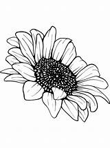 Sunflower Coloring Pages Online For Kids sketch template