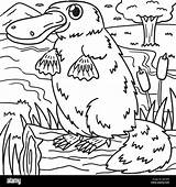 Platypus Coloring Page For Kids Stock Vector Image & Art  Alamy sketch template
