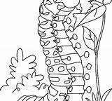 Very Hungry Caterpillar Coloring Pages To Download And Sketch Coloring Page sketch template