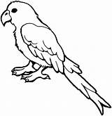 Free Parrot And Macaw Coloring Pages sketch template
