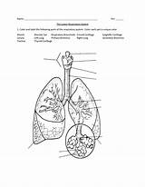 Respiratory Bronchial Bronchus Branches Bronchioles Lungs Bronchiole  sketch template