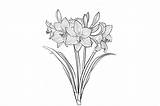 Amaryllis Flower Coloring Page Graphic By Forhadx5 · Creative Fabrica sketch template