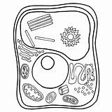 Plant Cell Coloring Diagram Sketch Page sketch template