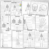 Skeletal System  Skeleton Coloring & Labeling Packet TpT sketch template