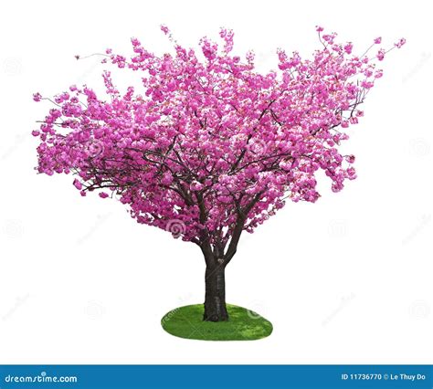 Cherry Tree Stock Photo - Image: 11736770