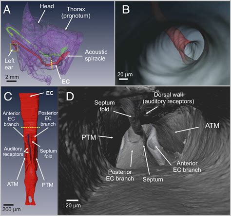 A narrow ear canal reduces sound velocity to create additional acoustic inputs in a microscale ...