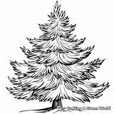 Pine Tree Coloring Pages  Free & Printable sketch template