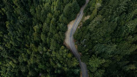 Aerial photography of forest HD wallpaper | Wallpaper Flare