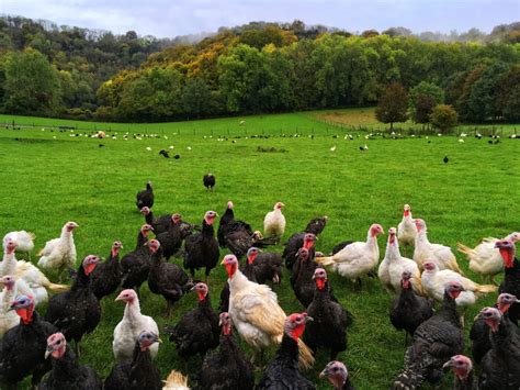 Turkey – Ashford Farm Turkeys