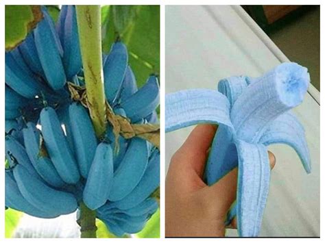 Blue Java Banana Plant For Sale In India - Goimages Bay