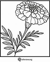 24 Free Marigold Coloring Pages – The Color Cove sketch template