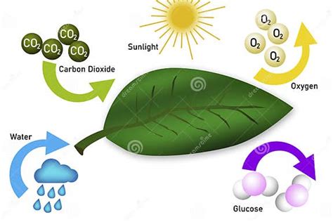 Photosynthesis Equation Diagram with Symbols Stock Illustration - Illustration of drawing ...