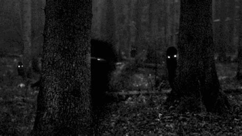 Creepy Forest Virtual Backgrounds - VirtualOffice.ninja