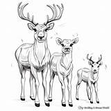 Reindeer Coloring Pages  Free & Printable sketch template