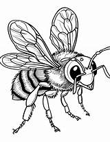 35 Bee Coloring Pages Free Printable Sheets  coloring sketch template