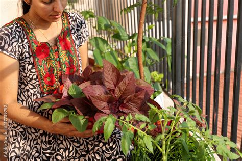 Growing red spinach organic kitchen garden terrace garden in balcony taking care of Chinese ...