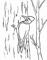 Woodpecker Coloring Pages  ColoringBay sketch template