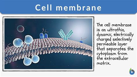 Top 150 + Plasma membrane in animal cell - Inoticia.net