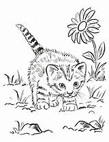 Kitten Coloring Page  Samantha Bell sketch template