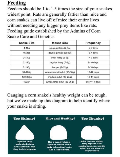 Corn Snake Feeding Schedule