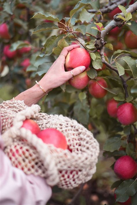 Pink Lady apple harvest - thankfifi