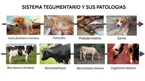 Sistema tegumentario y su patologias by Byron Luis Galarza Feijoo on Prezi