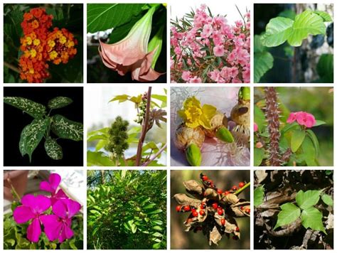 12 Common Plants That Are Harmful To Humans