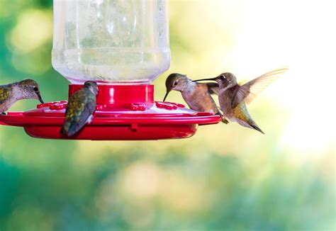 Hummingbird Nectar Recipe | Homemade Hummingbird Nectar