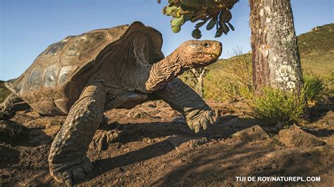 Galápagos Tortoises - NWF | Ranger Rick