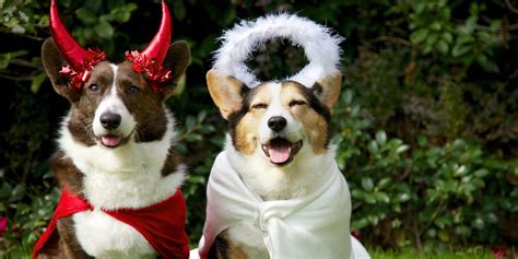 17 Funny Dog Halloween Costumes in 2020 - Best Pet Costume Ideas