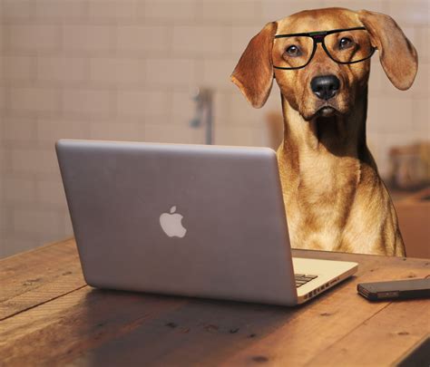 Dog Using Laptop Computer Free Stock Photo - Public Domain Pictures