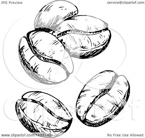 Clipart of Black and White Sketched Coffee Beans - Royalty Free Vector Illustration by Vector ...